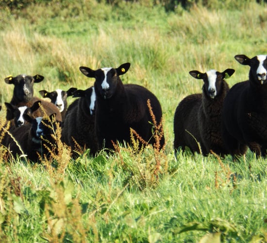 Pedigree Zwartbles breeders given green light to establish national society