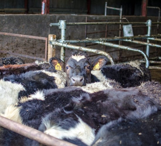 Has heifer mastitis been an issue on your farm?