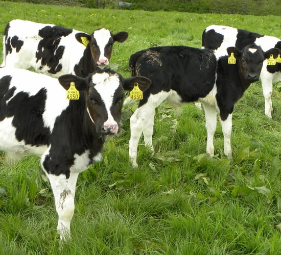 Take steps to prevent summer scour in your calves