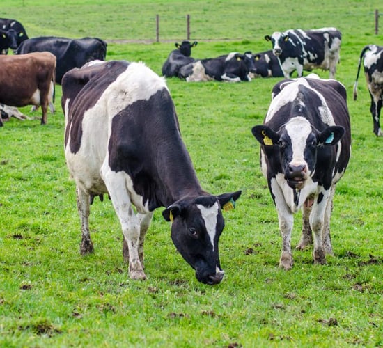 Grass advice: Managing covers and herd nutrition in current weather conditions