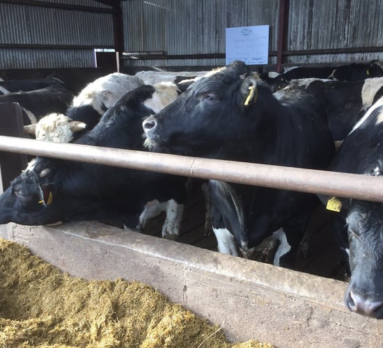 Over 1,000 Friesian bulls to set sail for Libya
