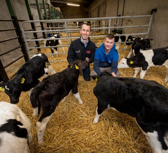 Focusing on calf weight targets and results in Co. Kilkenny