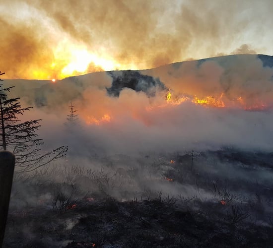 Gardaí arrest and charge man with arson following gorse fire