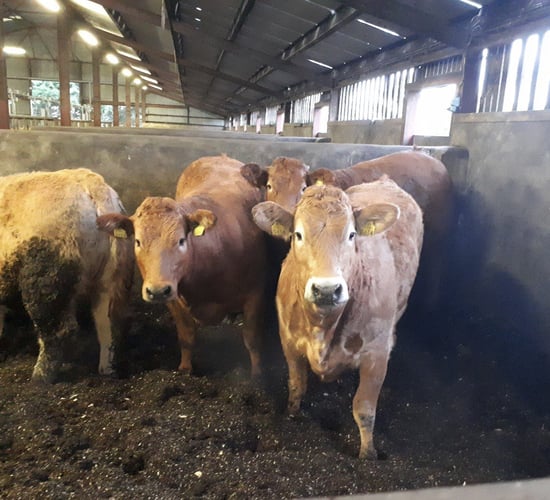Beef trade: Prices strengthening as processers continue to be 'anxious' for cattle