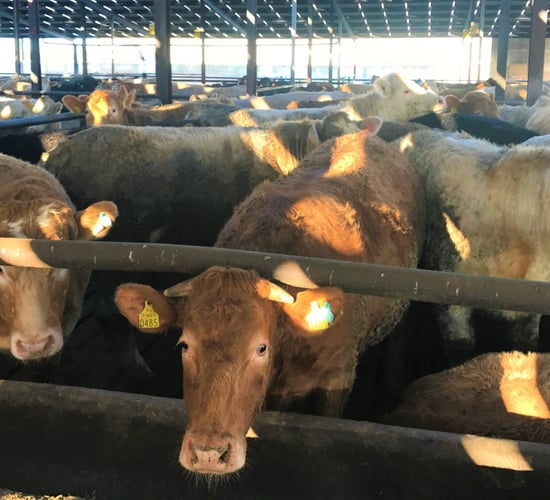 Heifer price: British farmers received €141/head more than Irish beef producers