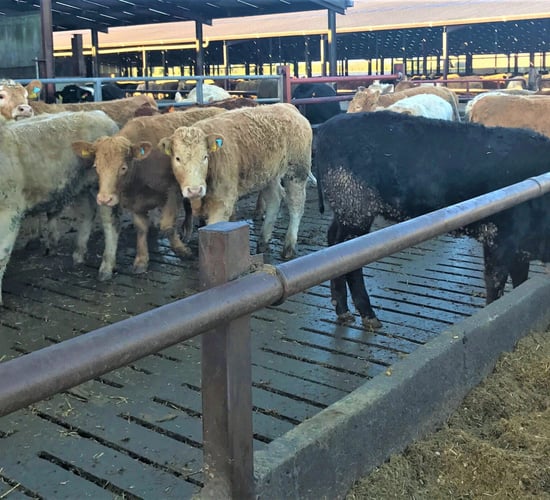 Straw or slats: Which works best for beef heifer performance?