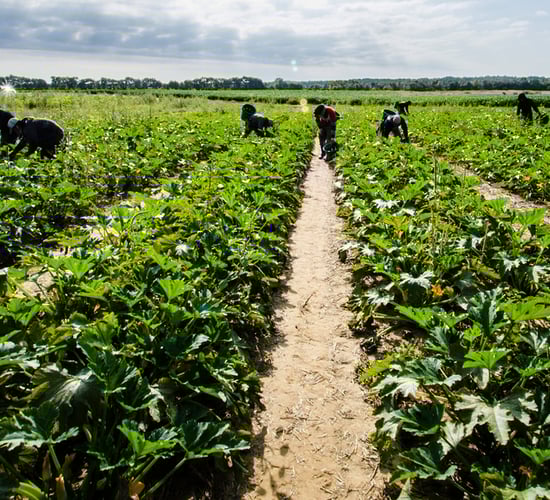 National recruitment initiative for horticulture in the works