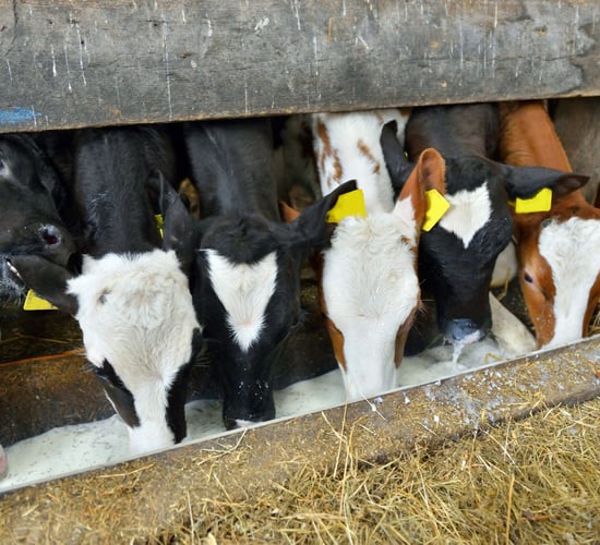 Looking to boost your calves' growth rates by 15%?