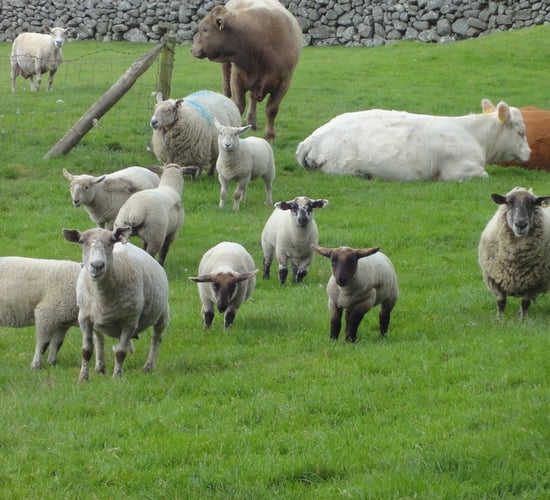 National average price of farmland exceeded €9,600/ac in 2017