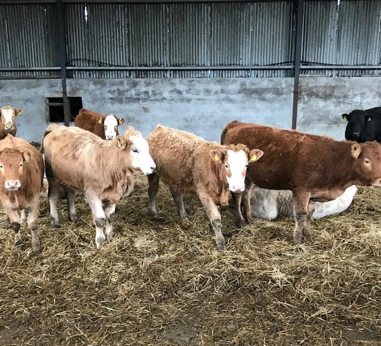 How much is pneumonia costing your beef enterprise?