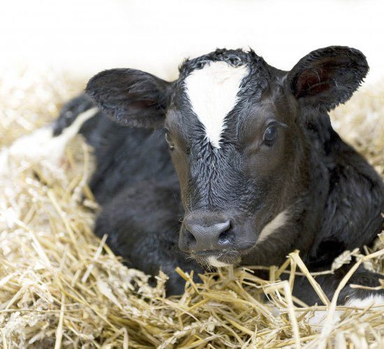'Calf welfare inspections' underway on dairy farms nationwide