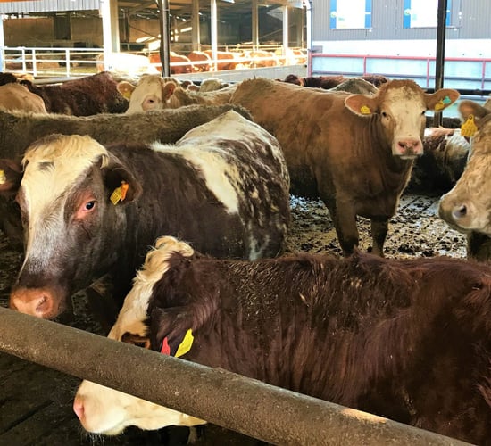 Further Turkish cattle contracts yet to be set in stone