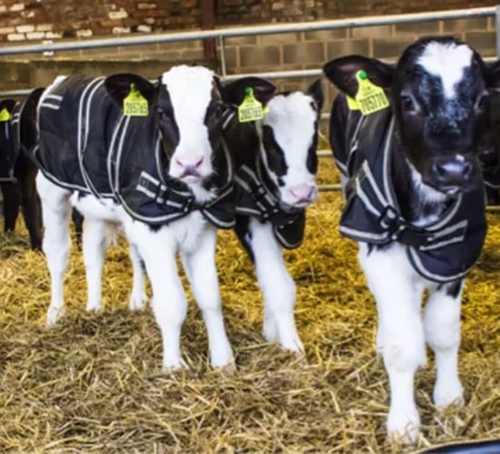 Calf Health Series: Giving newborn calves the best possible start