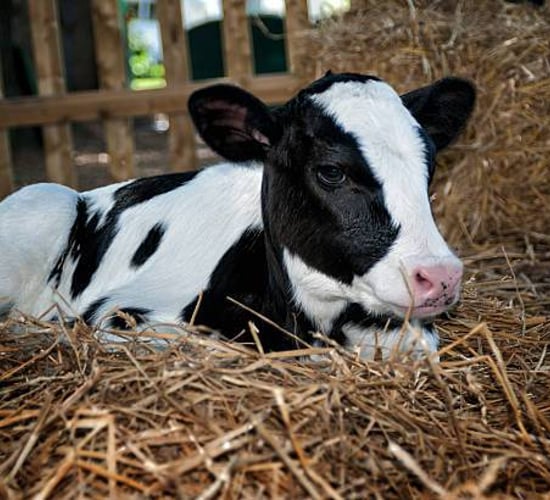 Imunopro fortifies Volac’s new Lifeguard milk formula range
