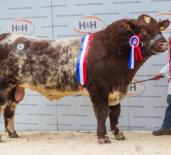Co. Down Shorthorn herd clinches Carlisle top prices