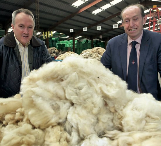 Market diversification: Are natural wool carpets the next niche?