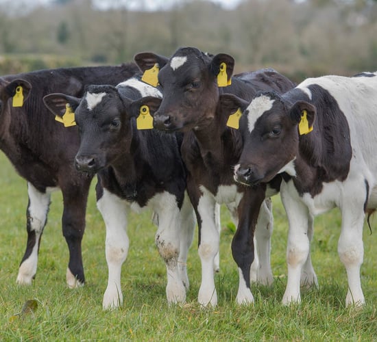 Top tips to driving development of young heifer calves
