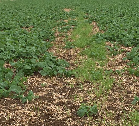 Tillage management: Fungicide and fertiliser applications on oilseed rape