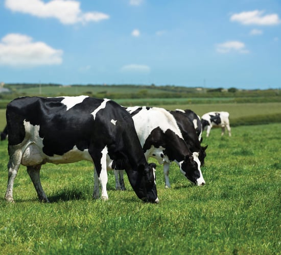 Nitrates derogation: Key moments from the last 6 months