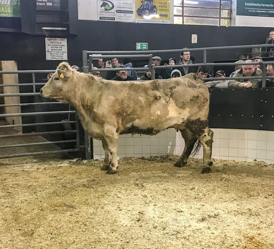 Pics and prices: Dry cows sell to a top price of €1,850/head at Elphin Mart