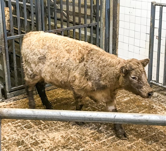 Mart trade: Grass-growth rebound draws buyers to the ring
