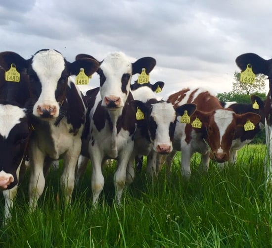 Monitoring heifer calf targets as young stock let out to grass