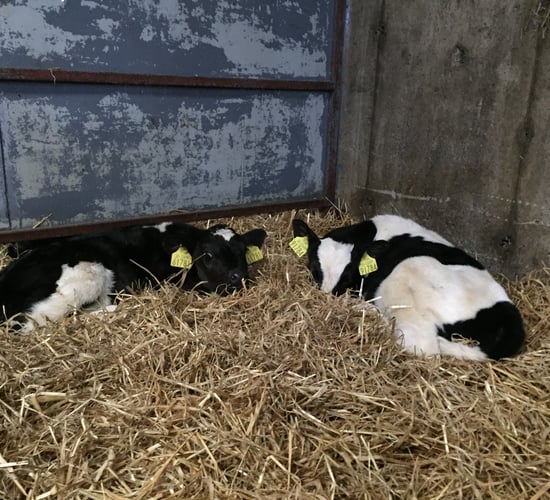 Could this be the explanation for scour in your calves?