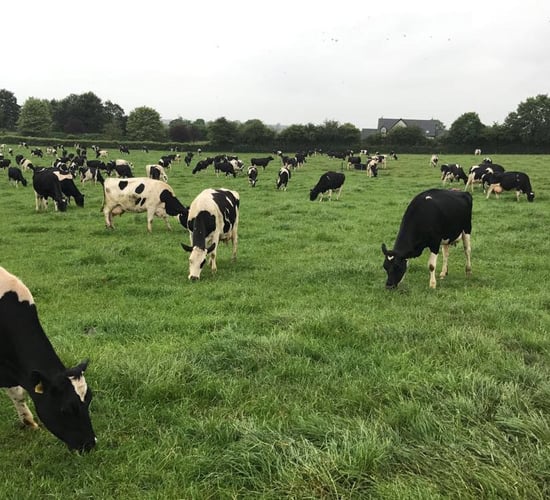 Grass, clover, and lime management into second half of the year