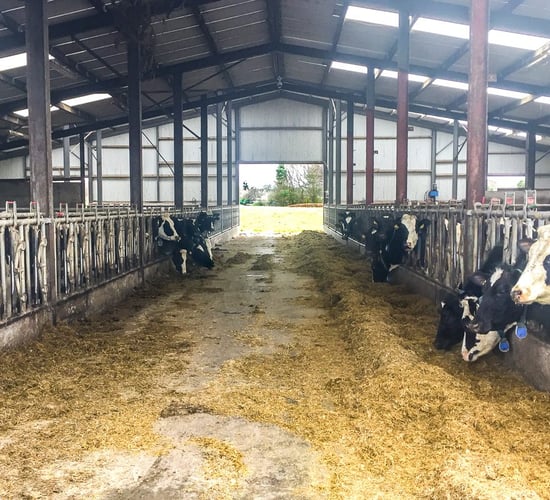 Dairy focus: Dedicated to liquid milk production in Co. Kildare