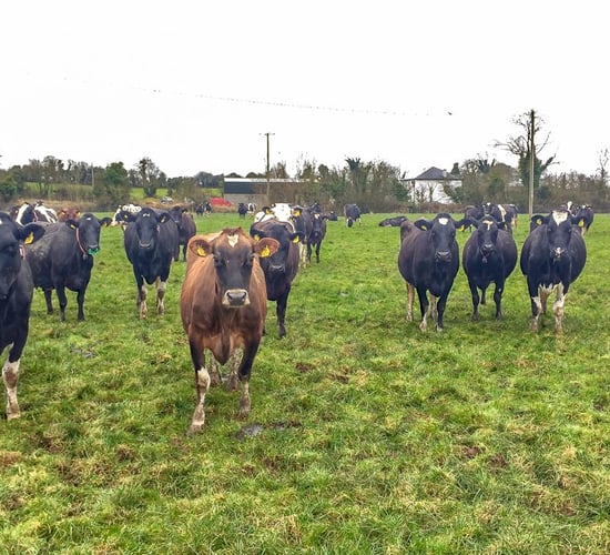 Breeding the 'invisible' cow and striving for simplicity in Co. Tipperary