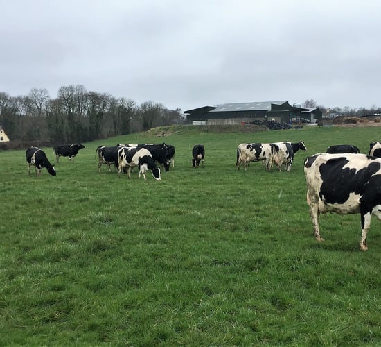 Dairy focus: Doubling cow numbers and gearing up for breeding in Co. Cork