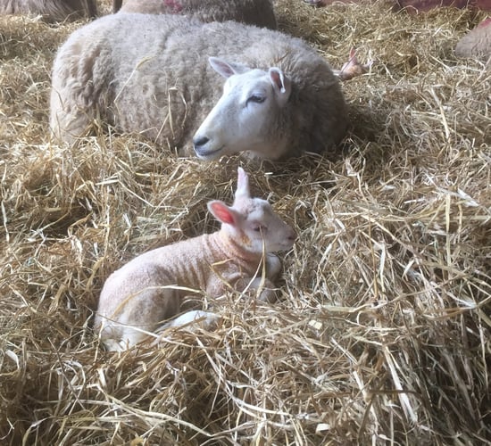Six illnesses to look out for in the lambing shed