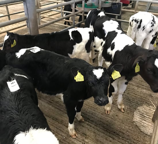 Friesian calf trade 'firms up' as demand increases