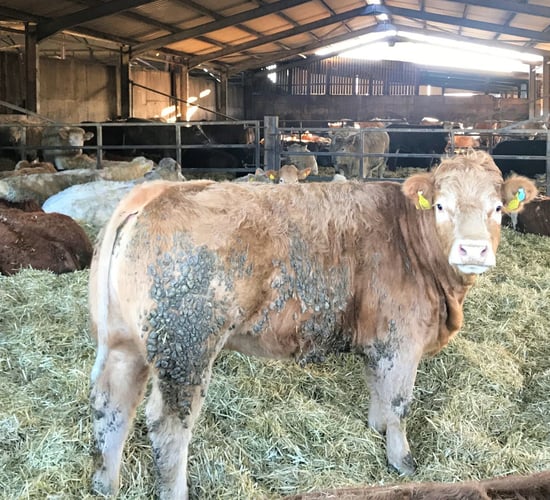 What factors influence cattle cleanliness during housing?