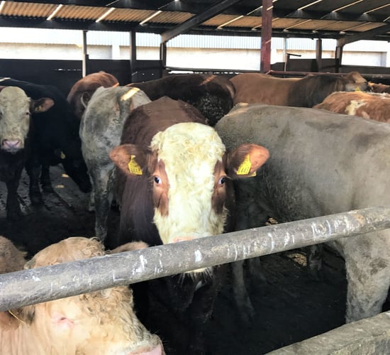 Beef focus: Driving efficiency and finishing 800 cattle in Co. Longford