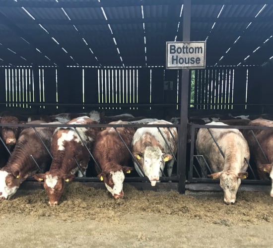 Beef focus: Close to 800 cattle on show at Jalex herd open day