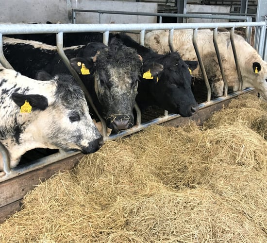 Beef focus: Breeding and grass utilisation to the fore on suckler-to-beef organic farm