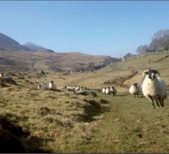 Growing a sheep farming business from 23ac to 400ac in Co. Mayo