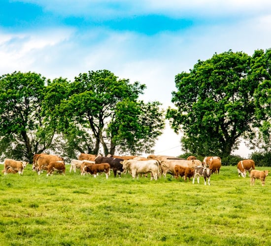 Cattle exports to Northern Ireland drop by 52%