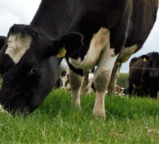 Plan to drive on grass growth this spring