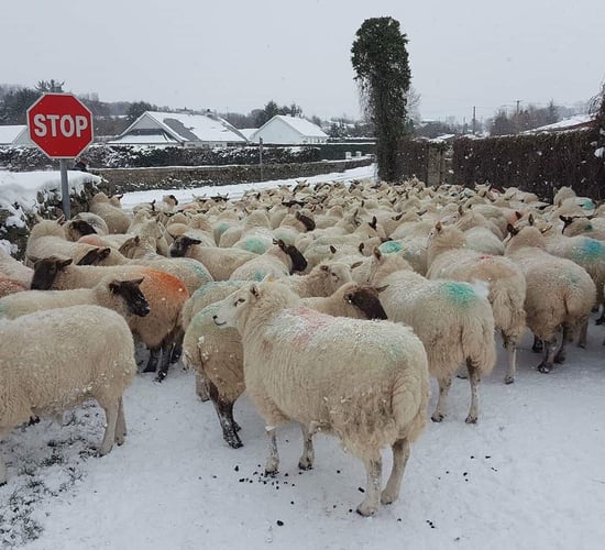 Good grips, high-vis jackets and charged phones 'essential' to post-storm farm repairs