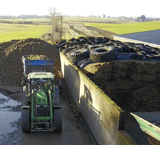 Do you know the 10 best practices when growing and feeding fodder beet?