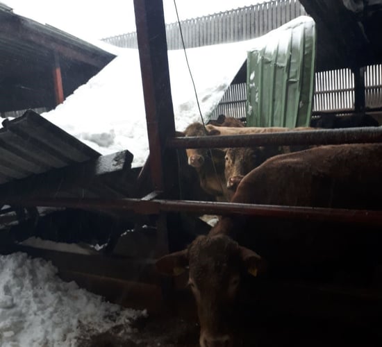 Storm Emma set to cost FBD up to €8 million