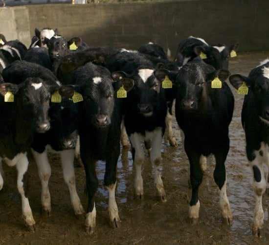 Heifer rearing: The first 60 days last a lifetime