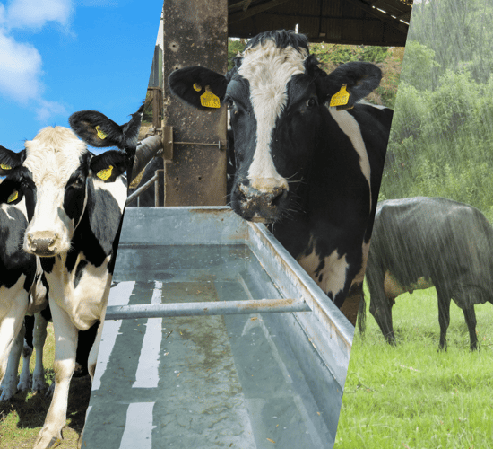 Innovation to the fore: A mineral dispenser for all weather conditions