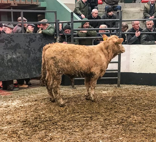 Pics and prices: Quality weanlings hit in excess of €3/kg at Ballymahon Mart