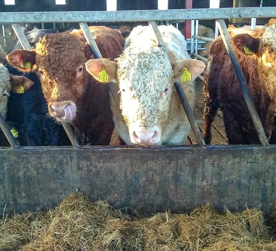 1,800 bulls to load for Turkey