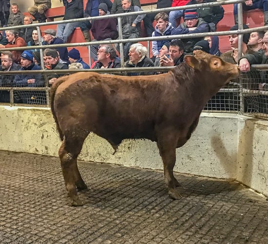 Weanling bulls hit €3.60/kg at Mountrath Mart's E and U-grade sale