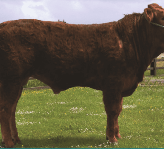 5 Gene Ireland beef bulls for sale