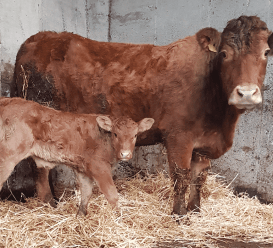 Is your farm prepared for a caesarean section?